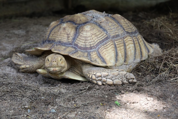 Sulcata-schildpad in de tuin in thailand