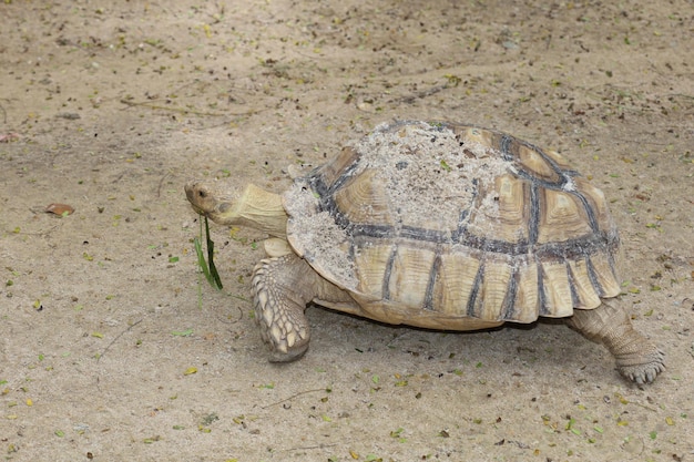 Sulcata-schildpad in de tuin in thailand