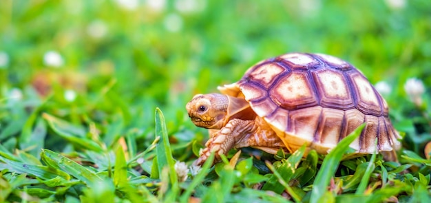 Sulcata 거북이 또는 아프리카 박차 거북이는 자연에서 큰 거북이로 분류됩니다.