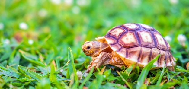 Sulcata カメまたは自然界で大型のカメとして分類されるアフリカのカメ