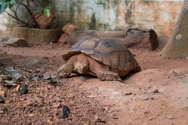 Photo sulcata tortoise, african spurred tortoise (geochelone sulcata) is one of the largest species of tortoise in the world.