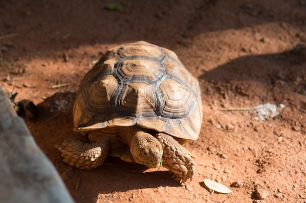 Photo sulcata tortoise, african spurred tortoise (geochelone sulcata) is one of the largest species of tortoise in the world.