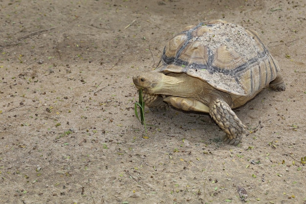 Черепаха Sulcata в саду в Таиланде