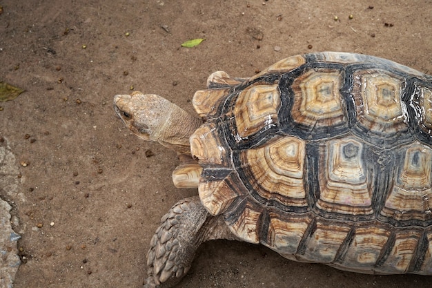 Sulcata tortoise Geochelone Sulcata in the animals farm