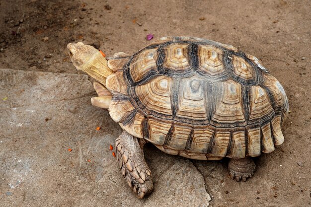 Sulcata tortoise Geochelone Sulcata in the animals farm