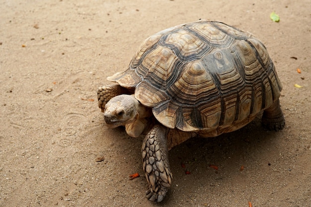 Sulcata tortoise Geochelone Sulcata in the animals farm