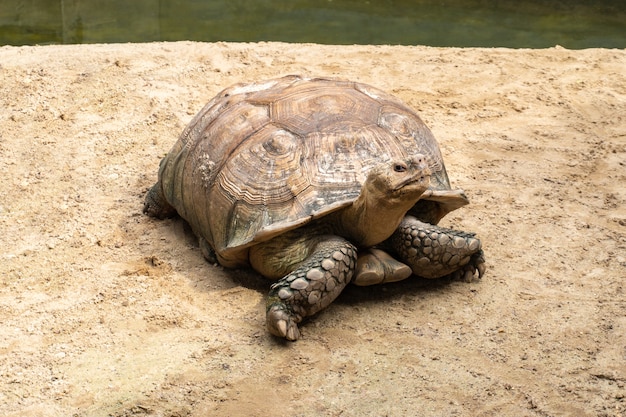 Sulcata tortoise on sand beside pond