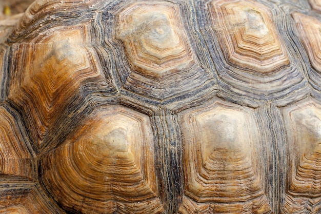 Sulcata tortoise skin