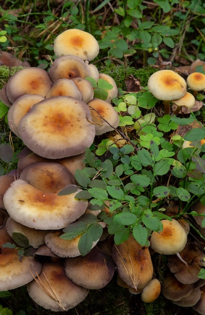 Sulfur bundle mushrooms Hypholoma fasciculare growing on a tree trunk in an autumn forest.