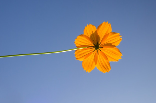 写真 硫黄コスモスの花反対青い空