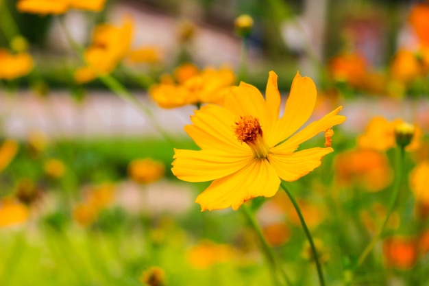 Fiore dell'universo dello zolfo nel giardino