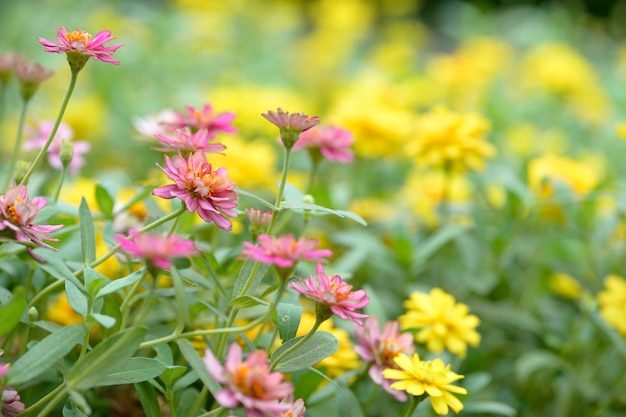 Sulfur Cosmos flowers