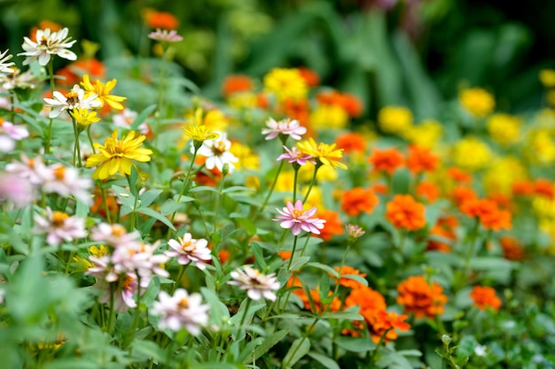 Sulfur Cosmos flowers