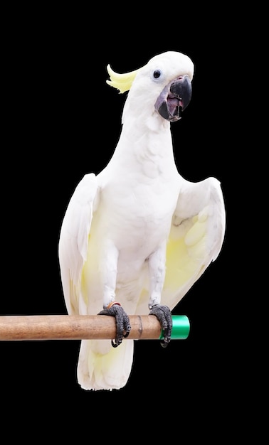 Cacatua crestato di zolfo isolato su sfondo nero con tracciato di ritaglio.