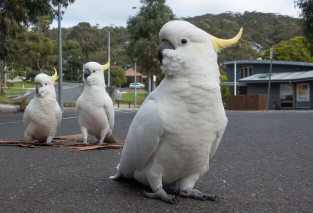 Sulphur Crested Cockatoo on parking