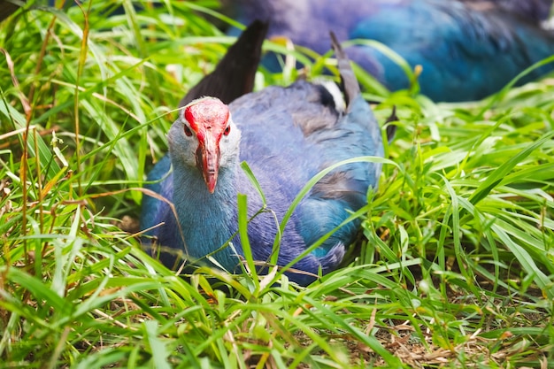 Sultan bird with a brightly colored plumage of blue and a bright red beak lies on the green grass and looks straight