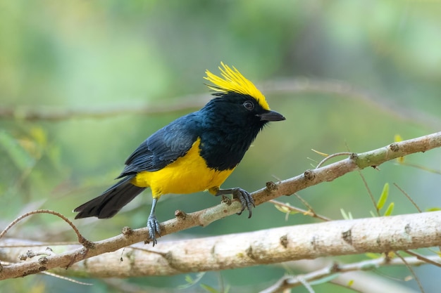 Uccello sultan tit kaeng krachan national park phetchaburi thailandia