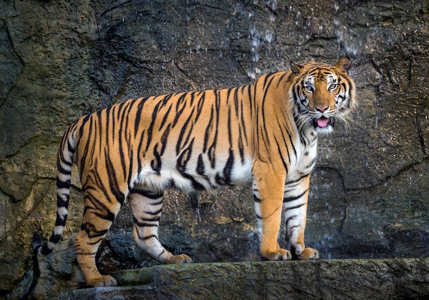 Sumatra-tijger bevindt zich elegant in de natuurlijke atmosfeer van de dierentuin.