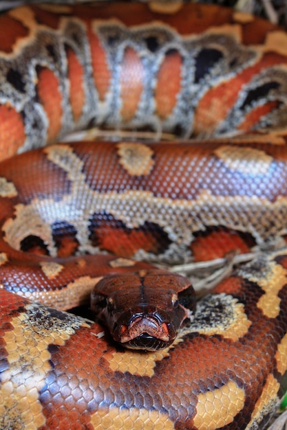 Sumatraanse roodbloedpython