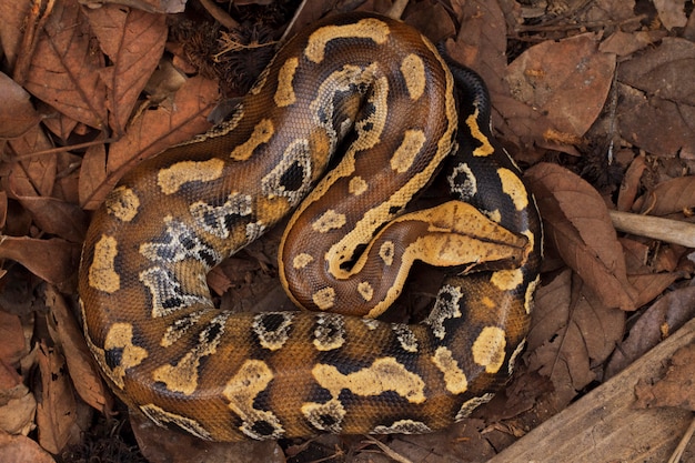 Sumatraanse roodbloedpython