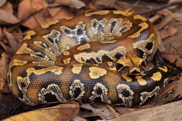 Sumatraanse roodbloedpython