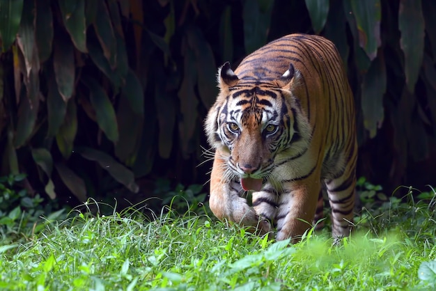 Sumatraanse tijger komt achter een dikke struik vandaan