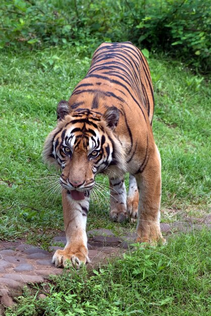 Sumatraanse tijger met nieuwsgierige blikken