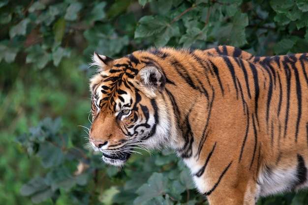 Sumatraanse tijger Panthera tigris sumatrae