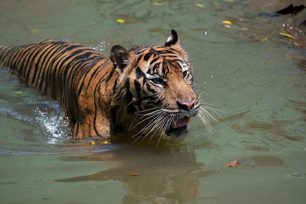 Sumatraanse tijger zwemmen in de vijver