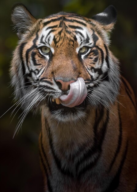 Foto sumatraanse tijger