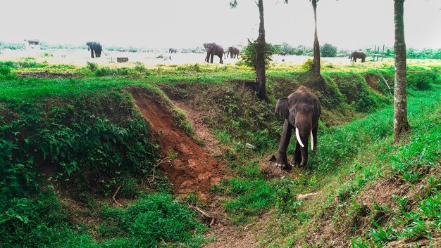 ウェイカンバス国立公園のスマトラゾウ