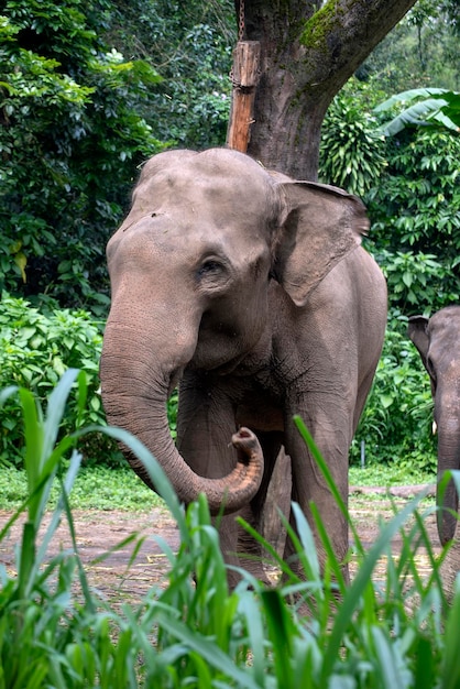 Sumatran elephants in their environment