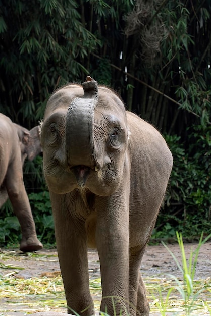 Sumatran elephants in their environment