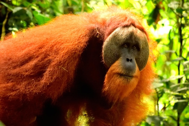 Photo sumatran orangutan male in the gunung leuser national park indonesia