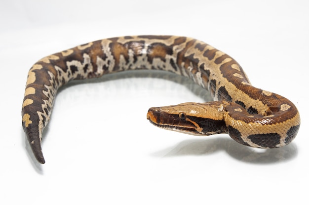 Sumatran Red Blood Python on white