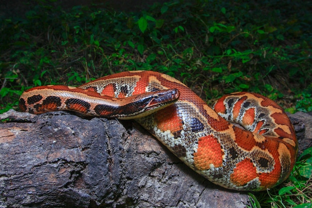 Sumatran Red Blood Python 