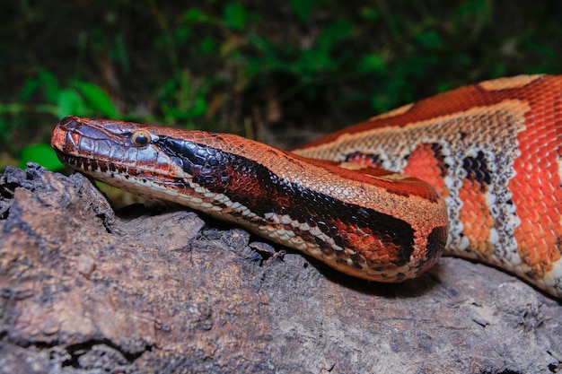 Sumatran Red Blood Python 