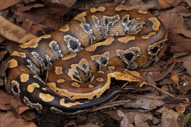 Photo sumatran red blood python