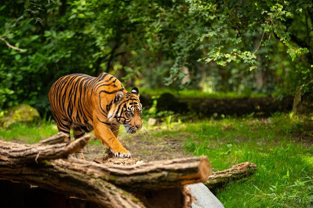 Sumatran tiger in nature looking habitat in zoo wild animals in\
captivity critically endangered species of the greatest feline