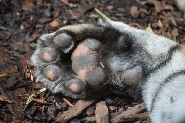 Sumatran Tiger sleeping close up paw fur tail eye