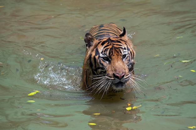 Sumatran tiger swimming in the pond