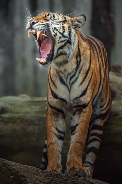 Sumatran tiger