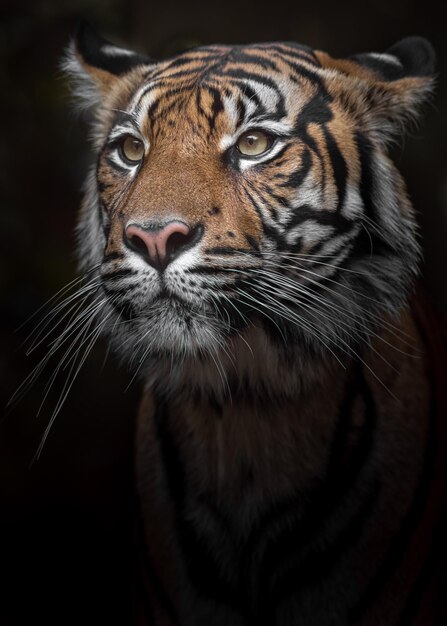 Sumatran tiger