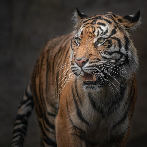 Sumatran tiger