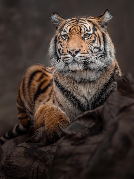 Sumatran tiger