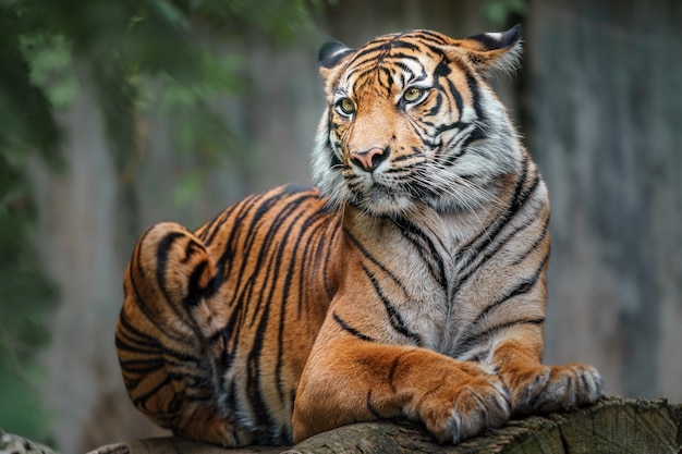 Photo sumatran tiger