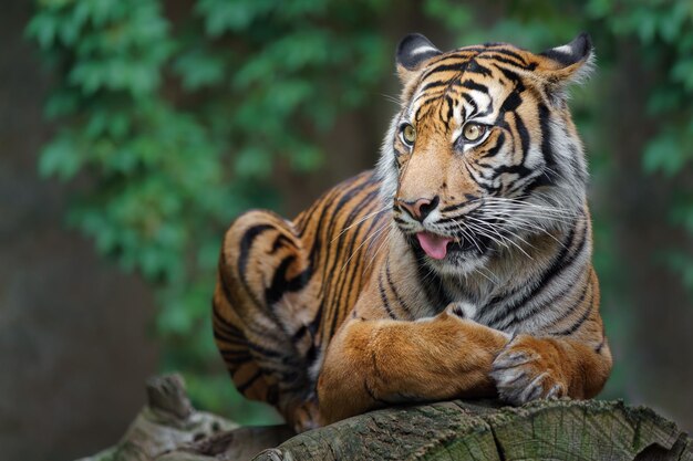 Sumatran Tiger