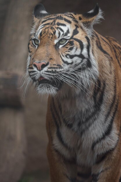 Sumatran Tiger