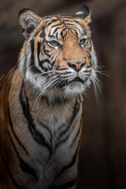 Sumatran Tiger