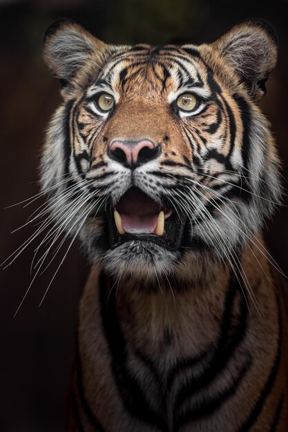 Sumatran Tiger